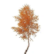 Arbre de bedoll de plata artificial
