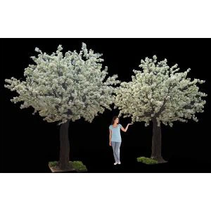 Arbre blanc flor de cirerer per casament