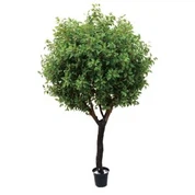 Arbre de Ficus de seda de 7 peus